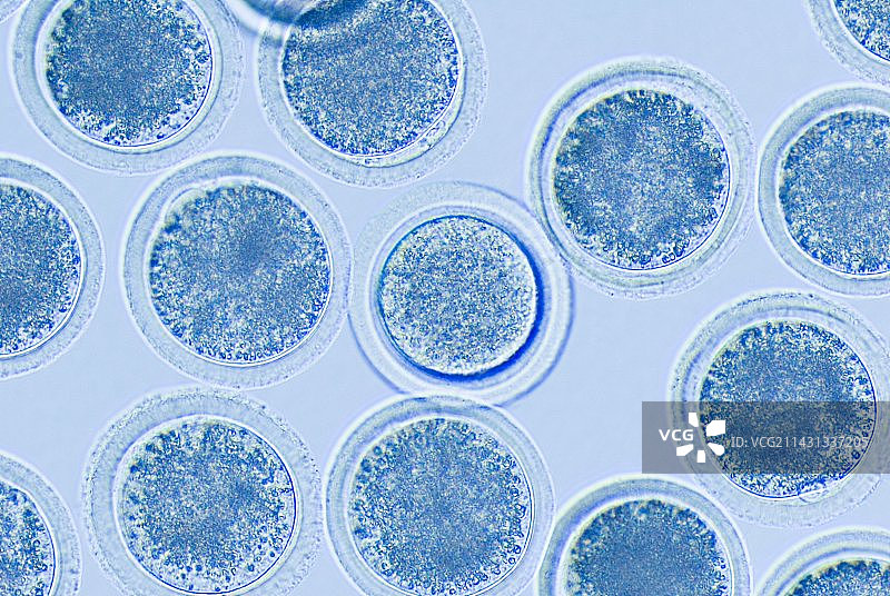 克隆奶牛，卵细胞图片素材