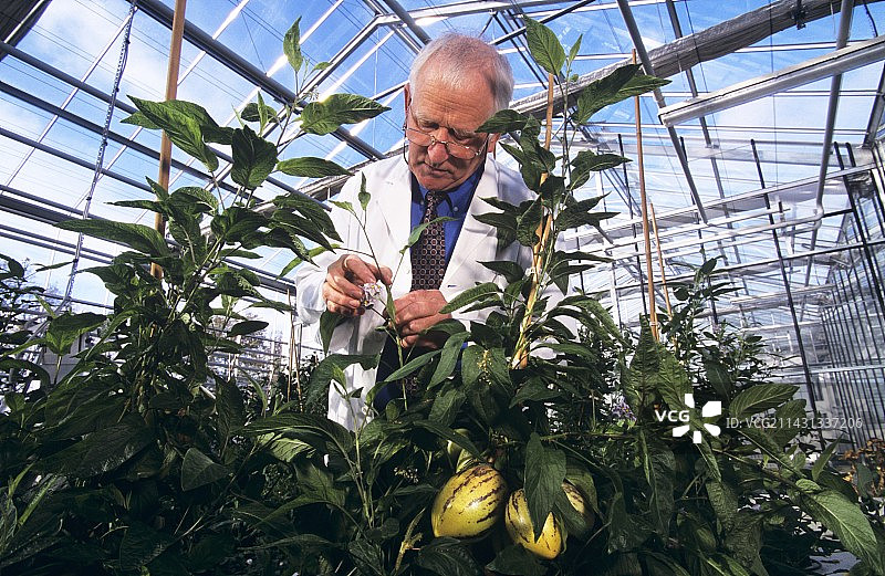 农作物研究图片素材