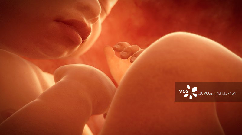 子宫内的人类胎儿，艺术作品图片素材