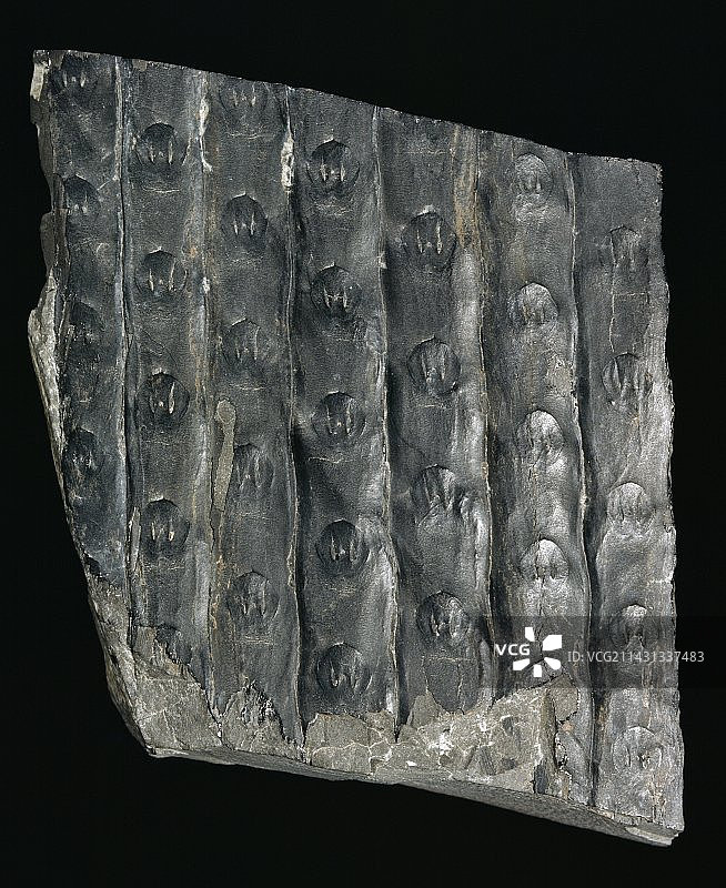 石松树皮化石图片素材