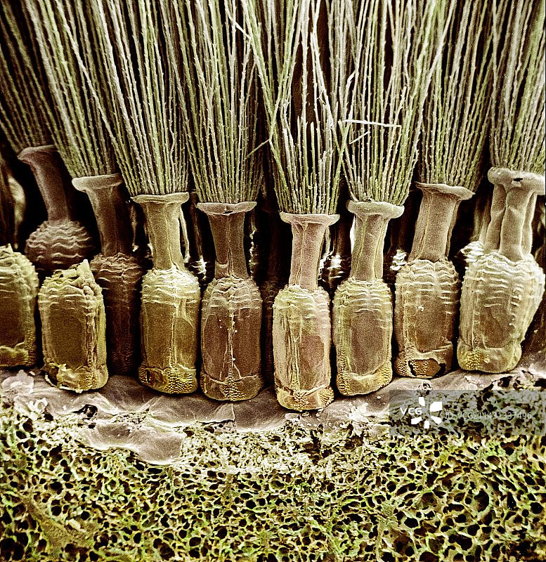 蒲公英花朵显微照片图片素材