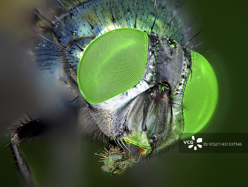 苍蝇头部图片素材