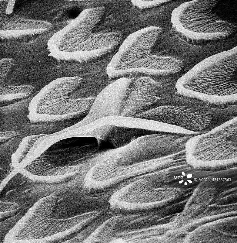 蜗牛牙齿扫描电镜图图片素材