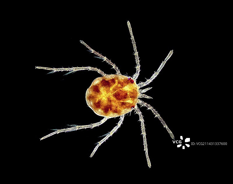 水螨显微照片图片素材