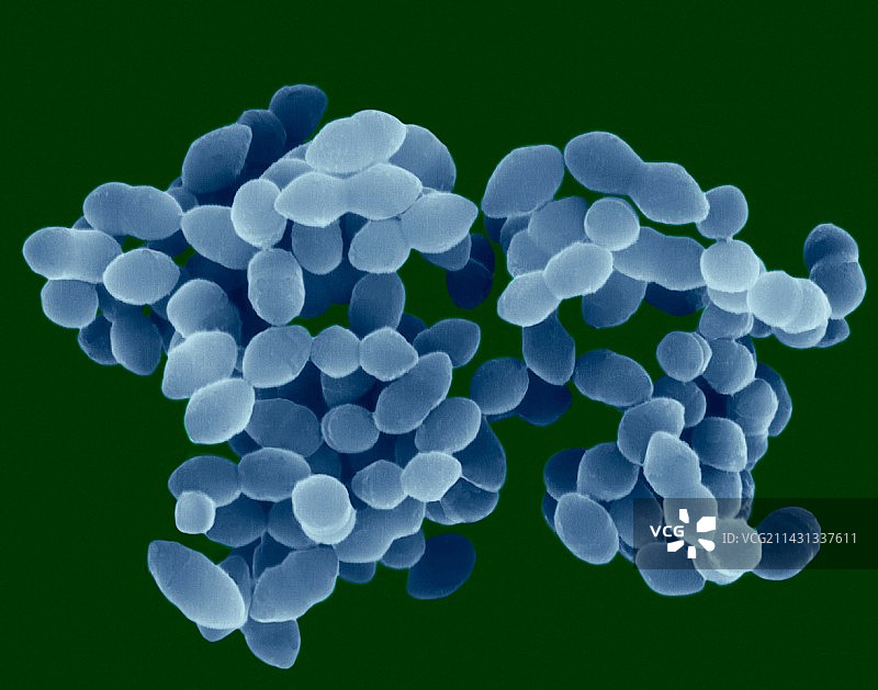 麻疹双球菌，球菌原核生物，SEM图片素材