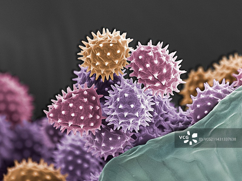 花园波斯菊花粉扫描电镜图图片素材