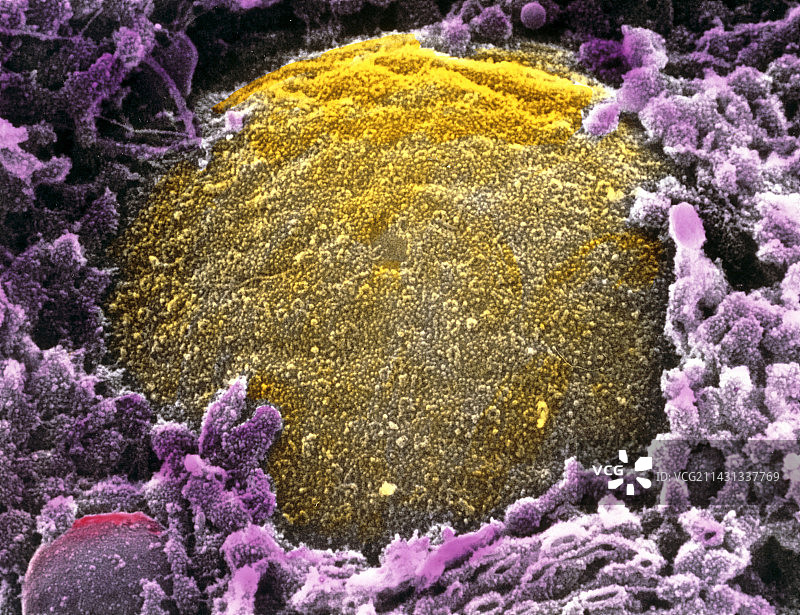 核膜外表面彩色扫描电镜图图片素材