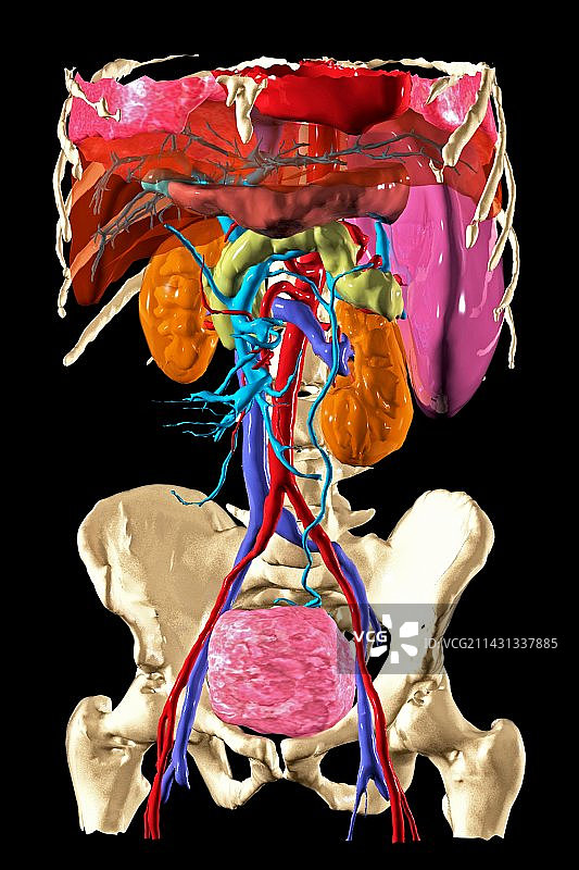 用于增强手术的模型图片素材