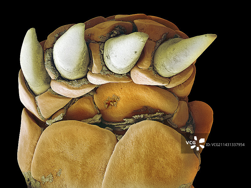 乌龟脚部扫描电镜图图片素材