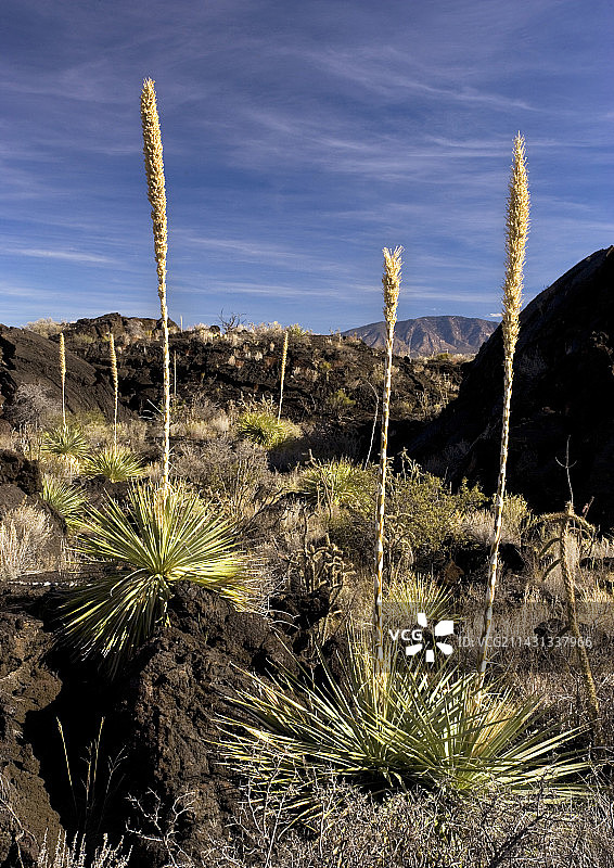 索托尔酒（Dasylirion sp.）图片素材