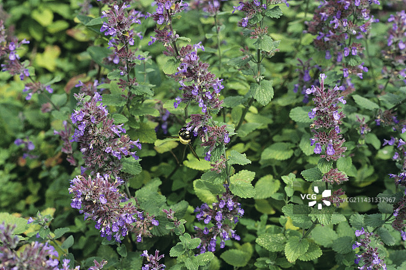 猫薄荷图片素材