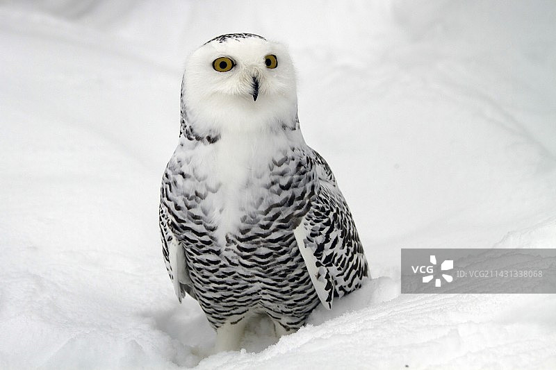 雪鸮（Bubo scandiacus）图片素材