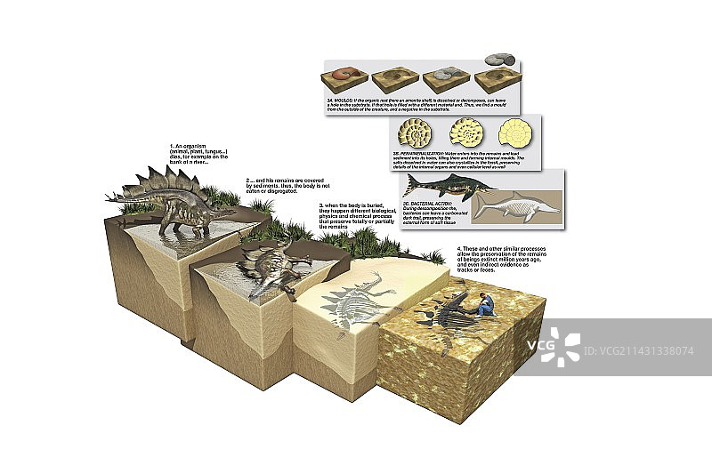 化石形成过程，艺术品图片素材