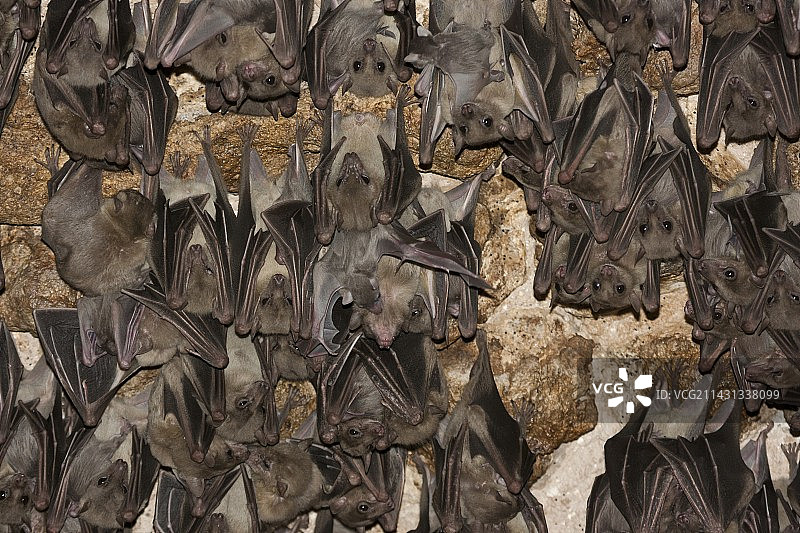 埃及果蝠图片素材