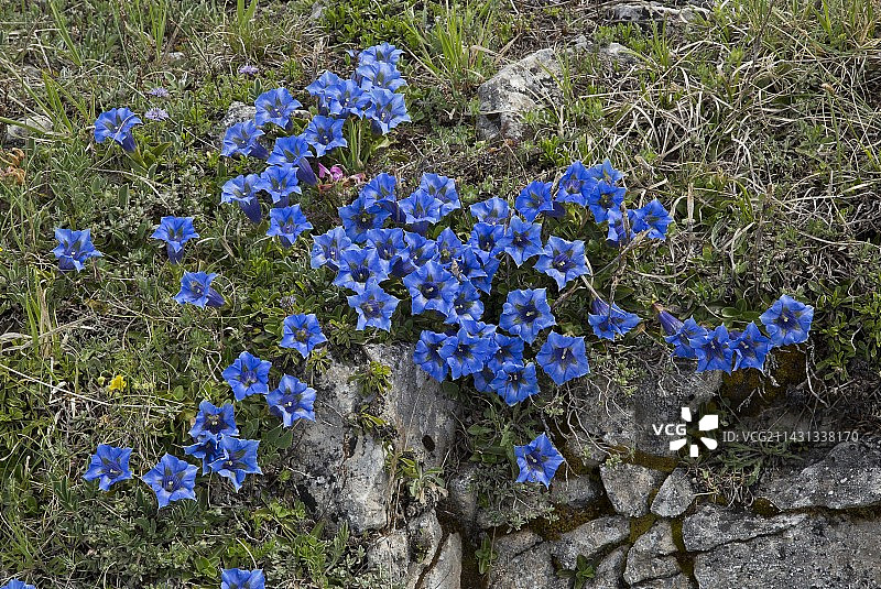 喇叭龙胆图片素材