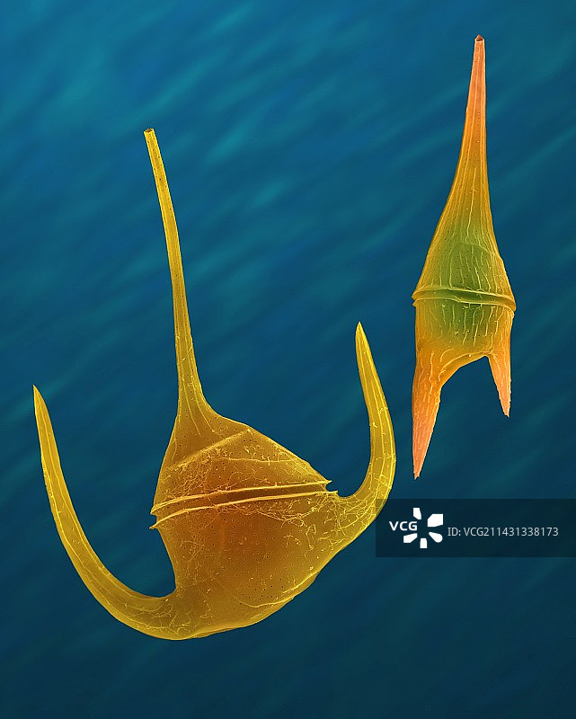 海洋甲藻（角甲藻属），扫描电镜图片素材