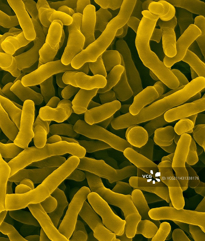 丙酸丙酸杆菌，扫描电子显微镜图片素材