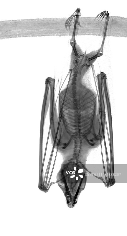 埃及果蝠栖息X光片图片素材