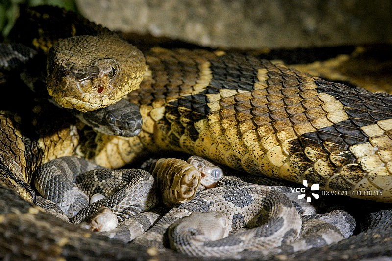 响尾蛇和幼蛇图片素材