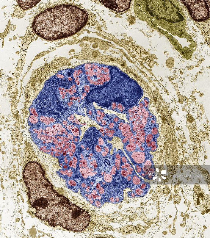 无髓鞘周围神经，TEM图片素材