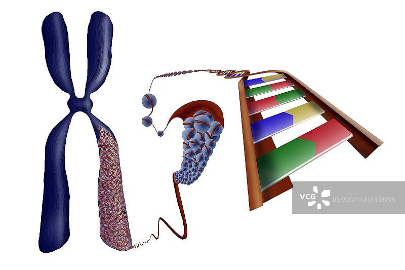 染色体结构艺术图图片素材