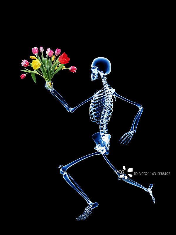 人类骨骼图片素材