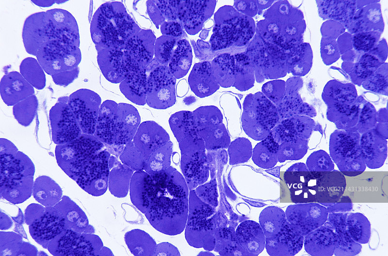 胰腺细胞图片素材