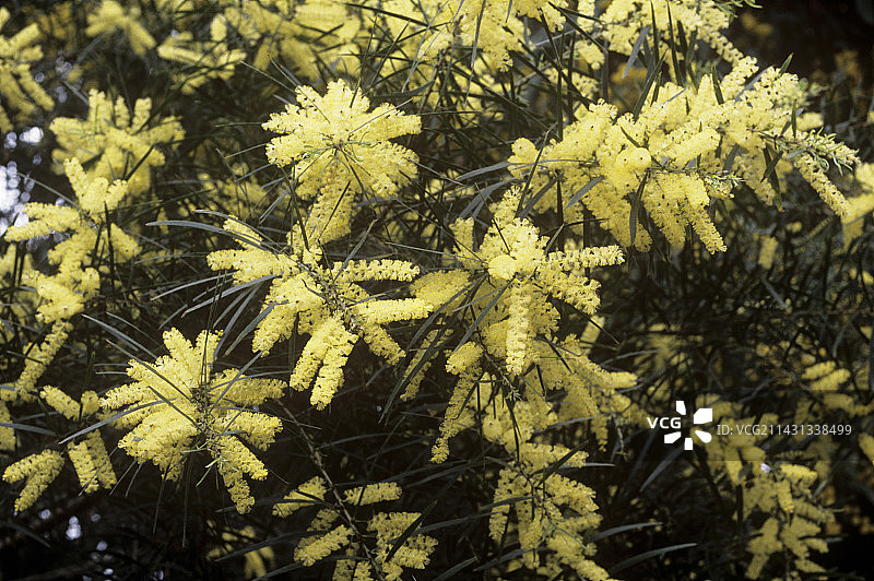 流苏金合欢图片素材