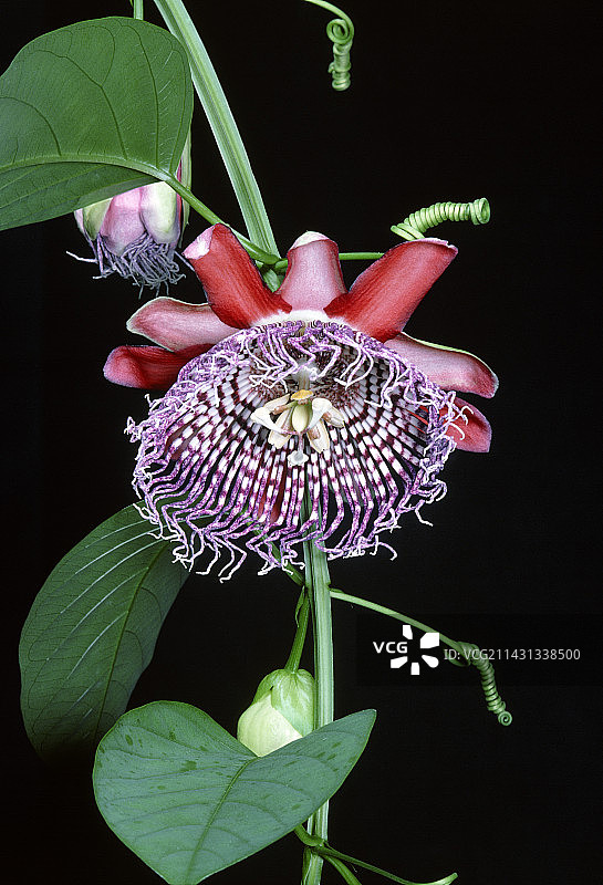 西番莲图片素材