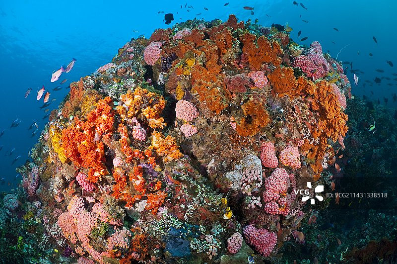 热带海洋生物图片素材