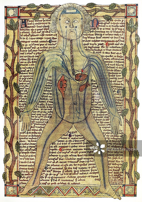 13世纪的循环系统图图片素材