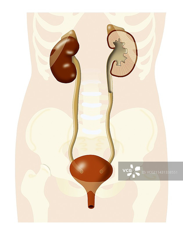 泌尿系统图片素材