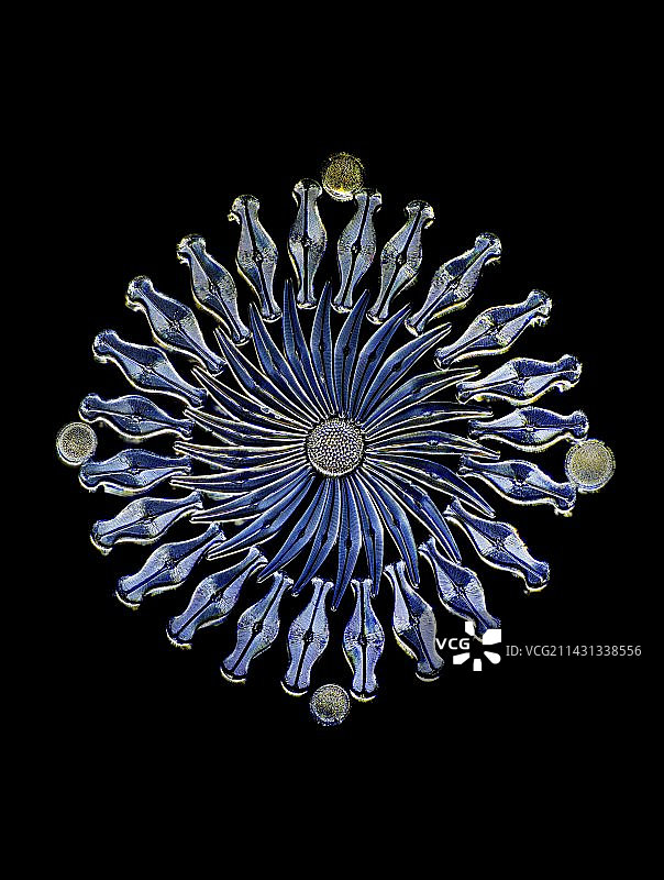 硅藻显微照片图片素材