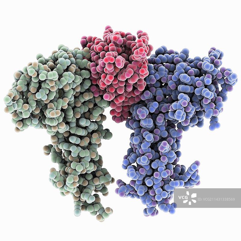 与受体结合的促红细胞生成素分子图片素材