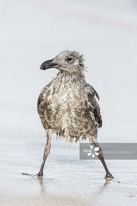 幼年海鸥图片素材