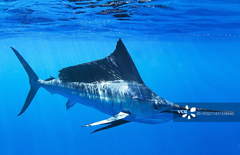 印度太平洋旗鱼图片素材