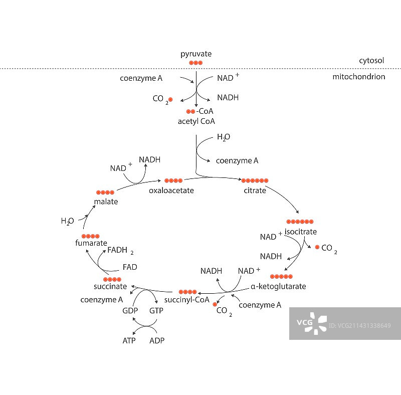 克雷布斯代谢循环图片素材
