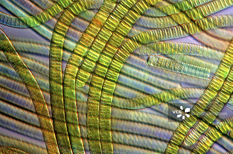 颤藻蓝细菌显微照片图片素材