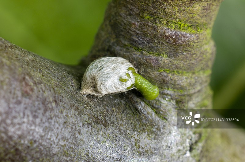 生长中的槲寄生种子图片素材