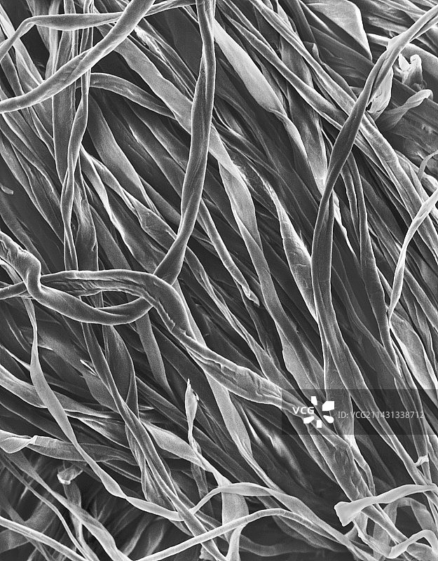 棉法兰绒织物扫描电镜图图片素材