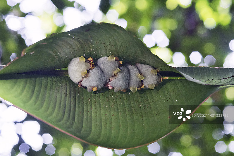 洪都拉斯白蝙蝠栖息图片素材