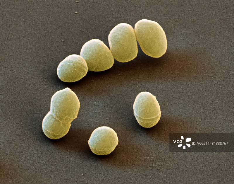 粪肠球菌细菌，扫描电镜图片素材