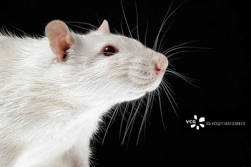 实验用大鼠图片素材
