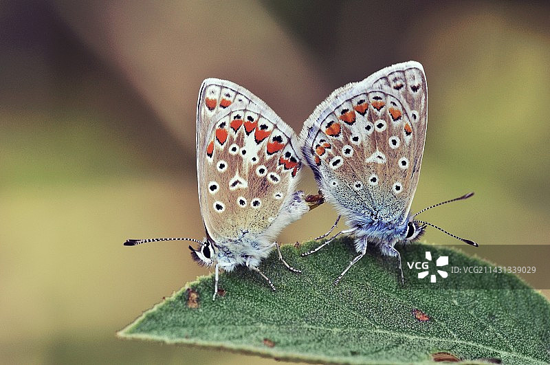 普通蓝蝴蝶交配图片素材