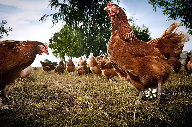 养鸡业图片素材