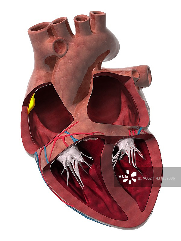 心脏腔室和窦房结艺术图图片素材