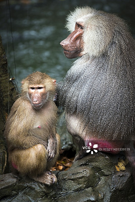 豚尾狒狒图片素材