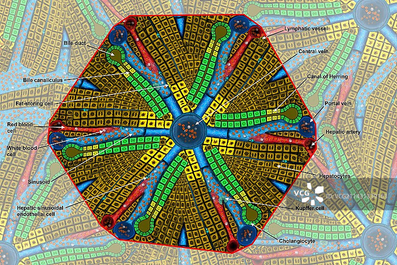肝小叶图示图片素材