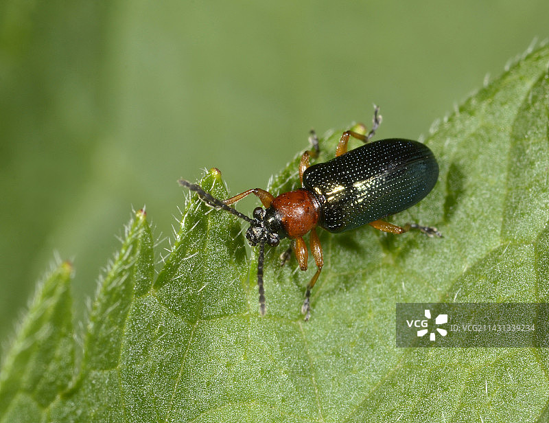 谷叶甲图片素材