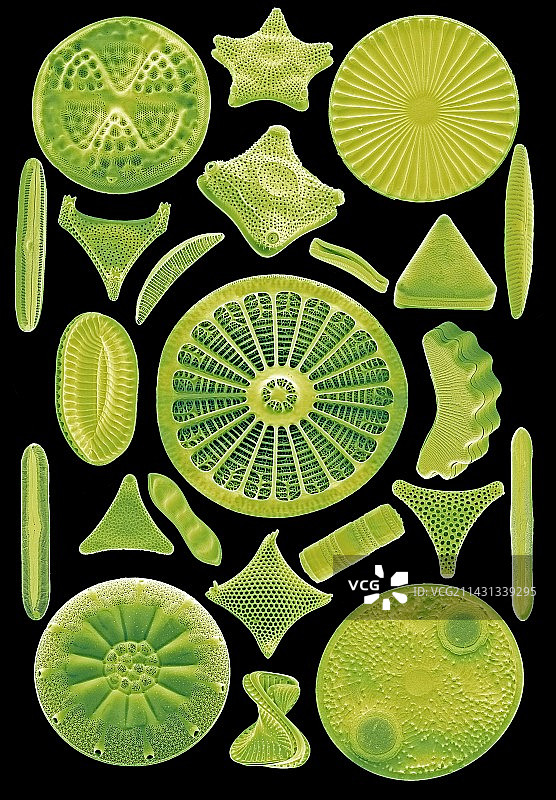 硅藻扫描电镜图图片素材